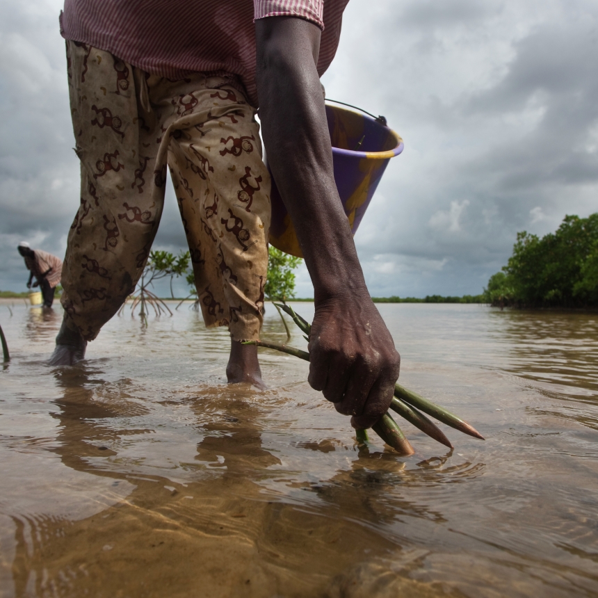 Plantation de palétuviers et cueillette de propagules au Sine-Saloum. Campagne 2009.