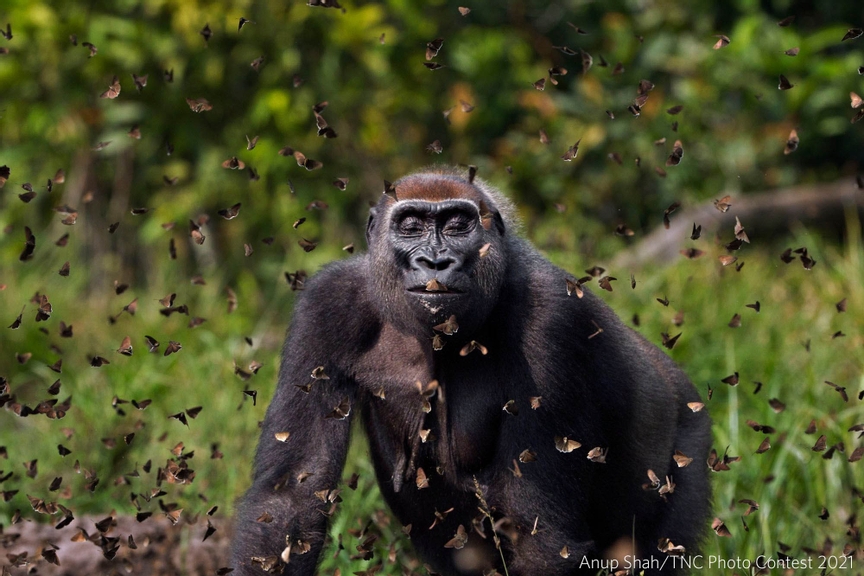 Malui // Gorilla gorilla Dzanga-Sanga Reserve, Central African Republic. December 2011. Three times Malui runs through the patch where the butterflies are hovering, savouring the experience of the explosion of wings. It is a game she clearly enjoys. . My feeling is one of surprise and elation â?? surprise because her behaviour is out of character, and elation because that was probably what she felt.